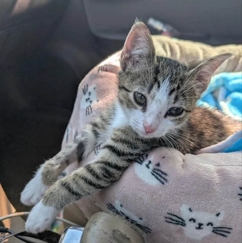 A baby small-sized male Tabby (Gray / Blue / Silver) Domestic Short Hair cat named Lucky for adoption in Macclesfield, NC