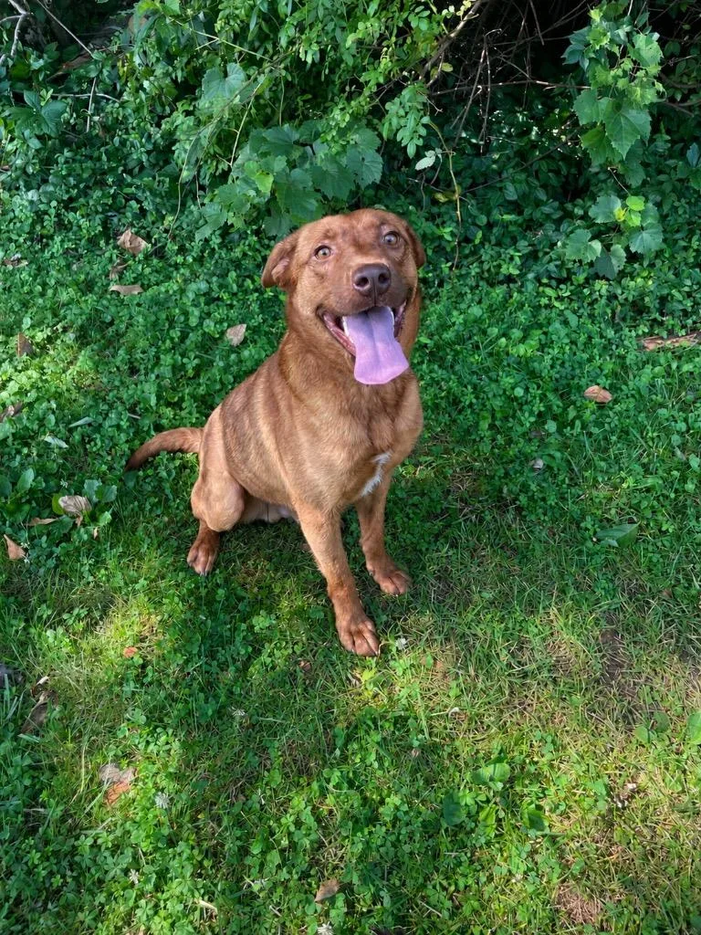 A young medium-sized male Red / Chestnut / Orange Labrador Retriever dog named Bennie for adoption in Maysville, KY