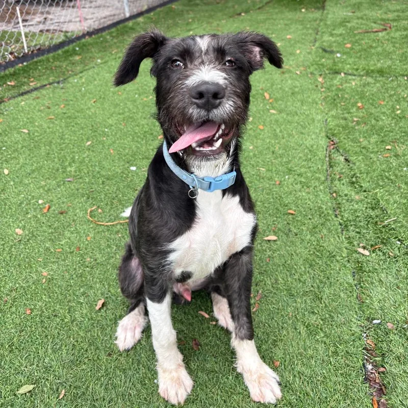 An adult medium-sized male Black Labrador Retriever dog named Eli for adoption in Port Richey, FL