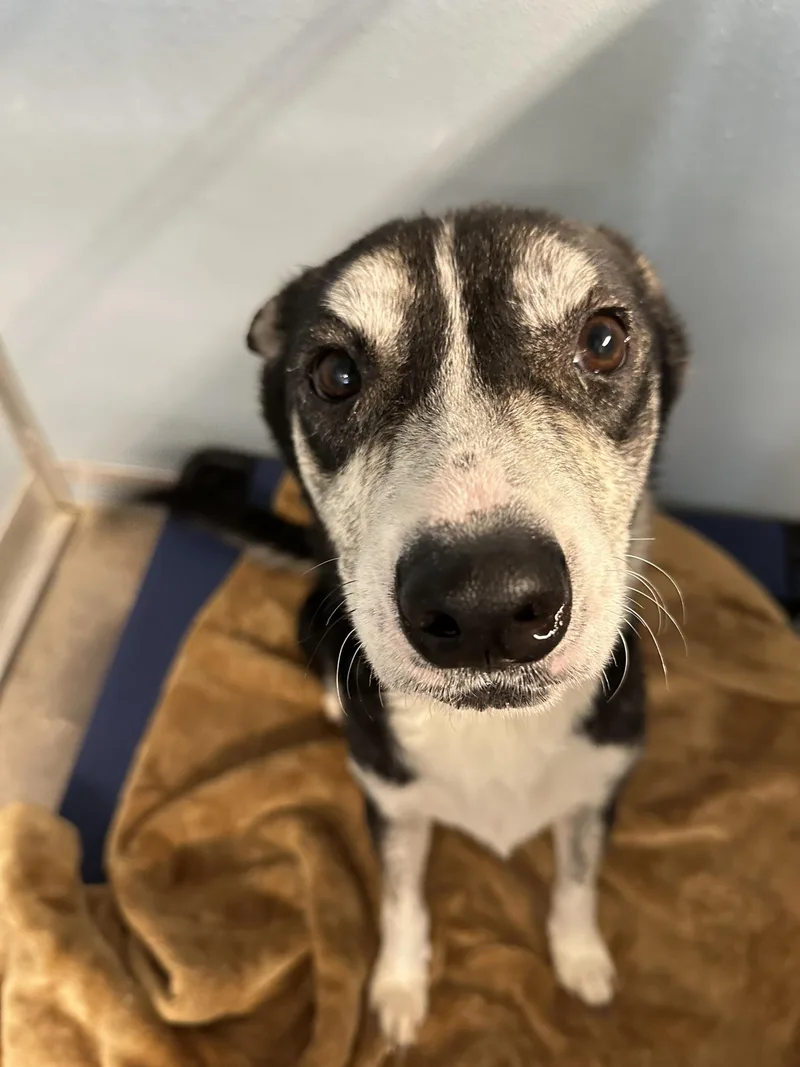 An adult medium-sized female Black Mixed Breed dog named Ada for adoption in New Port Richey, FL