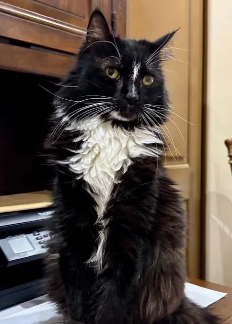 An adult medium-sized male Black & White / Tuxedo Tuxedo cat named Gizmo for adoption in Mesa, AZ
