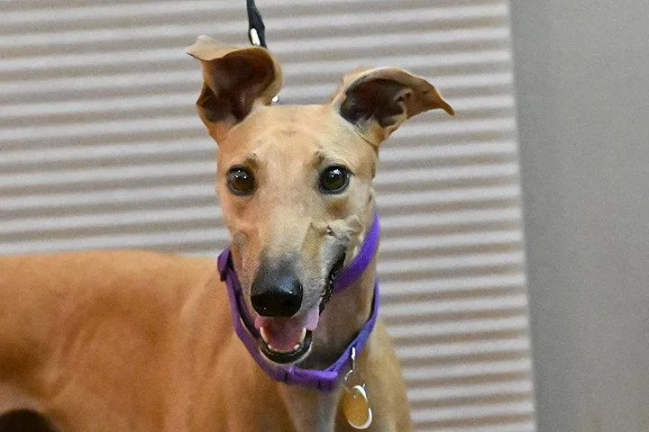 An adult medium-sized female Greyhound dog named Luli for adoption in Minneapolis, MN