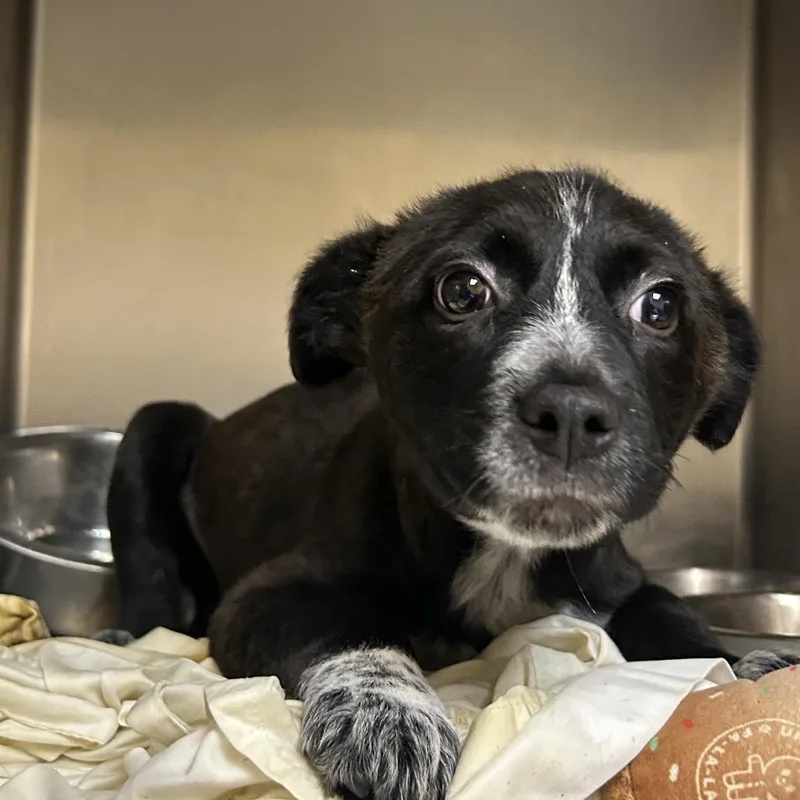 A baby small-sized female Black Mixed Breed dog named Saffron for adoption in Chattanooga, TN
