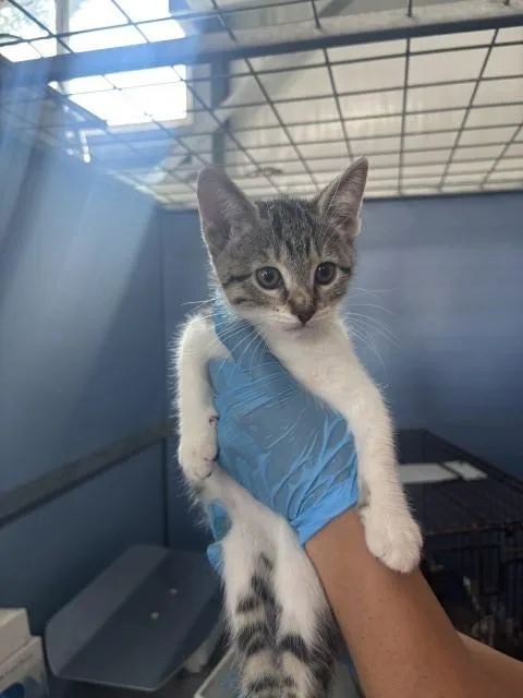 A baby small-sized female Domestic Medium Hair cat named Kendall for adoption in San Bernardino, CA
