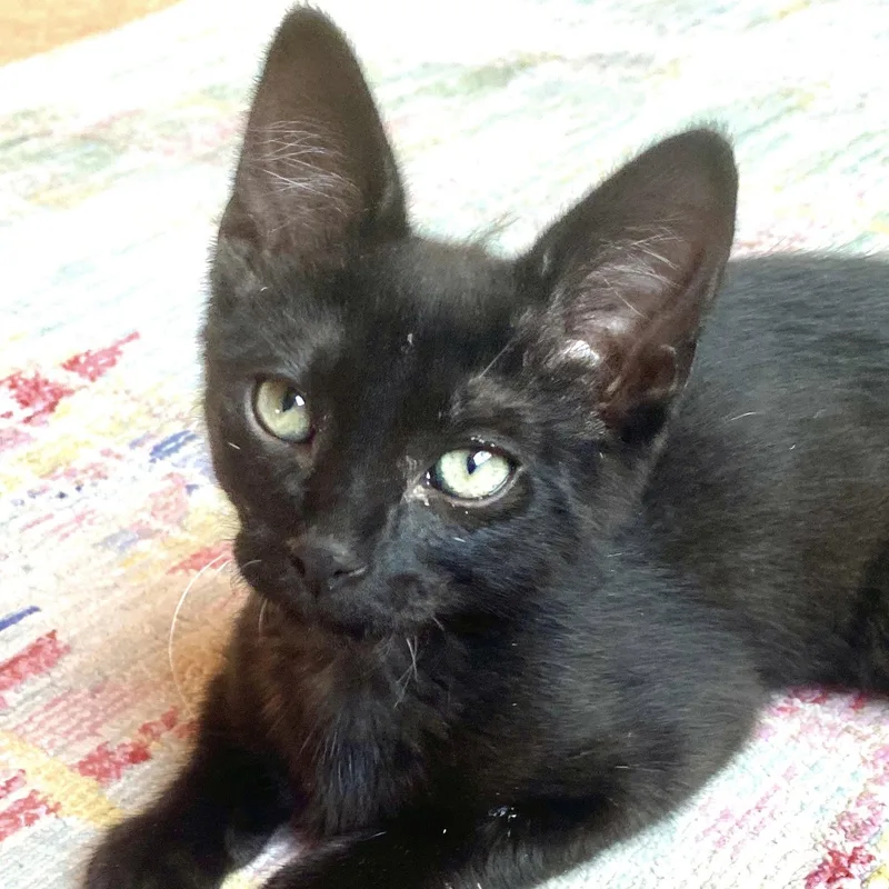 A baby small-sized male Domestic Short Hair cat named Grim for adoption in Santa Fe, NM