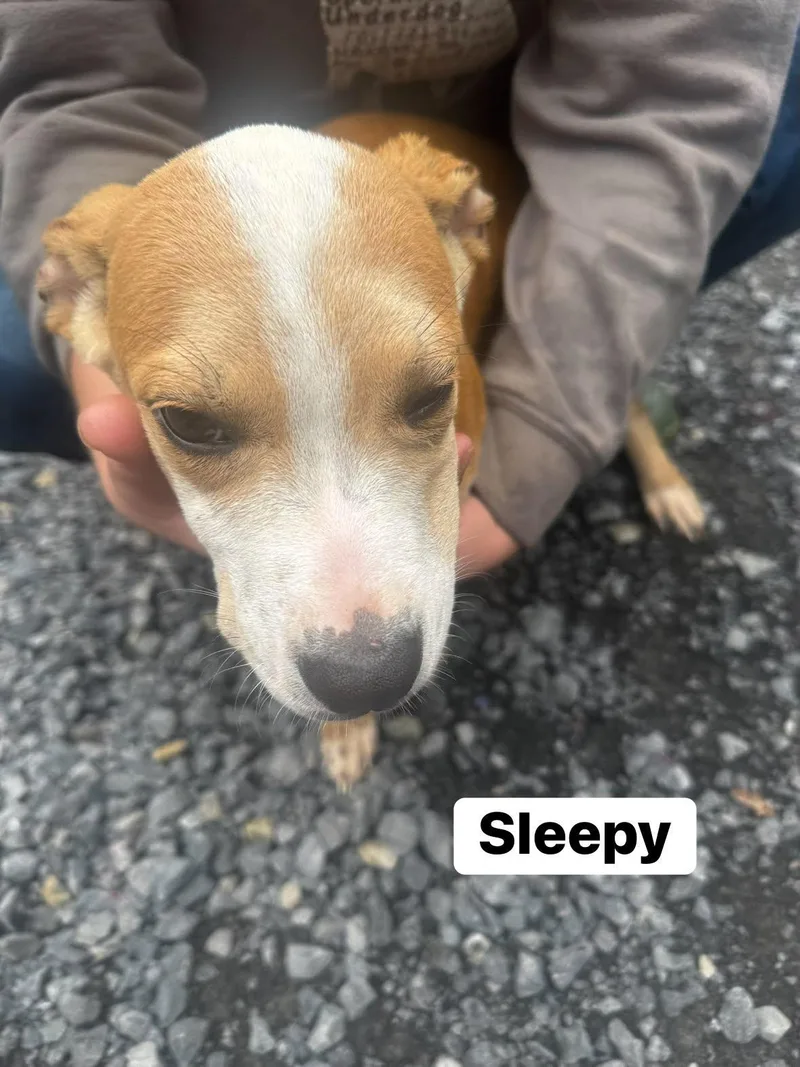 A baby medium-sized male Hound dog named Sleepy for adoption in Hinton, WV