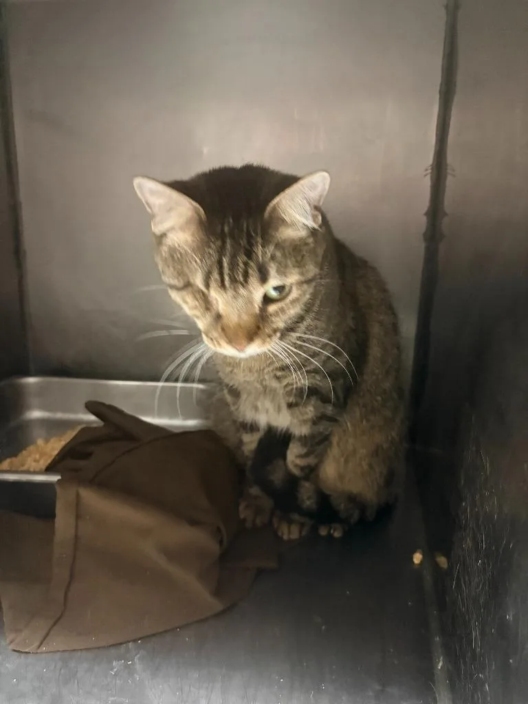 A young small-sized male Domestic Short Hair cat named Chipper for adoption in Albany, GA