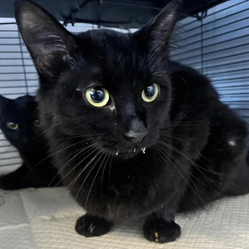 A young medium-sized female Domestic Medium Hair cat named Kassandra for adoption in Shawnee, KS