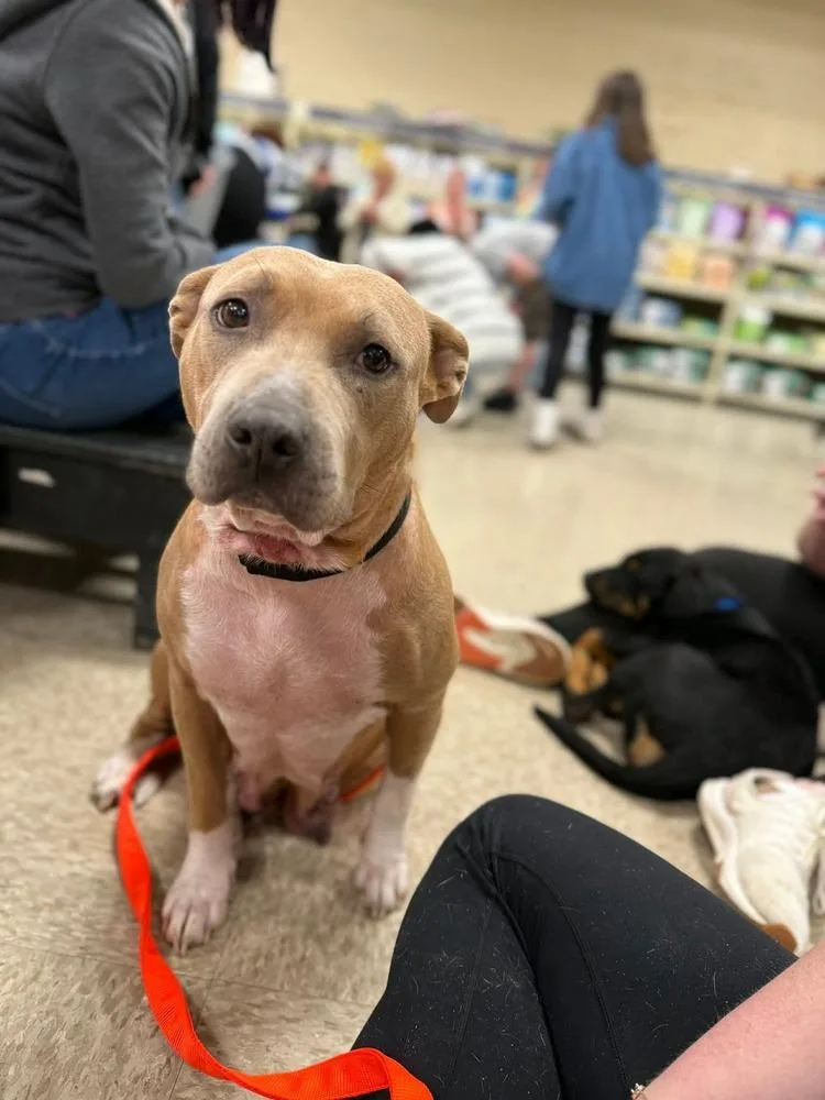 An adult medium-sized female Brown / Chocolate Pit Bull Terrier dog named Myra for adoption in Wenonah, NJ
