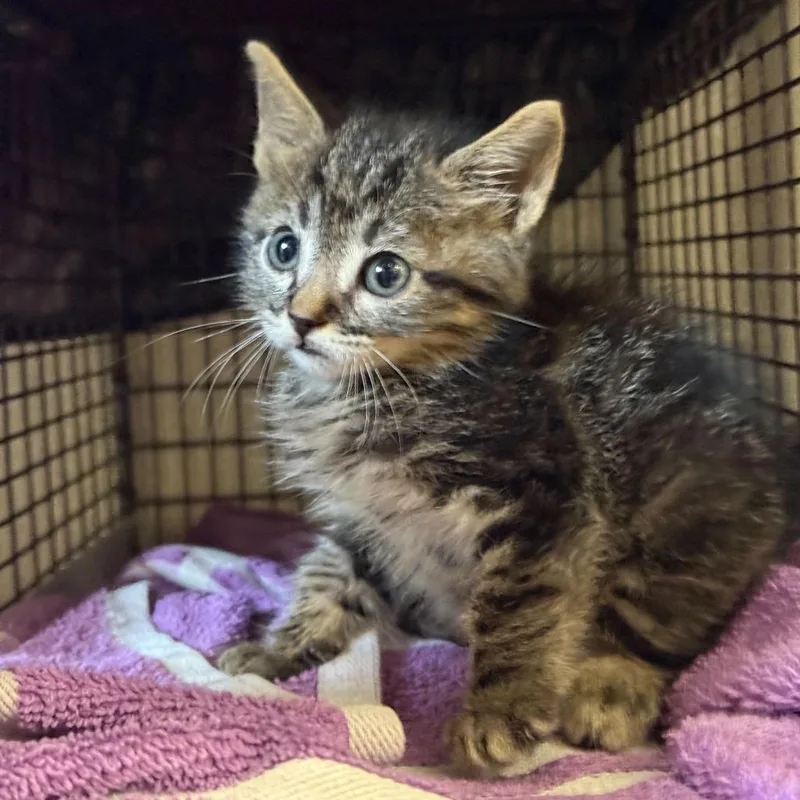 A baby small-sized male Brown / Chocolate Domestic Short Hair cat named Fairdale for adoption in San Antonio, TX