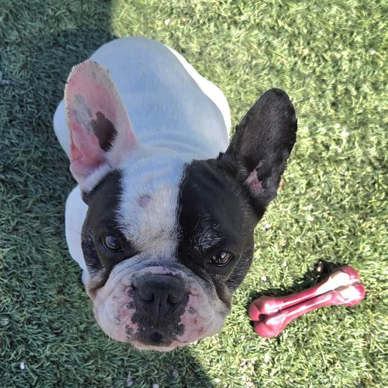 Dot Dude thumbnail 2