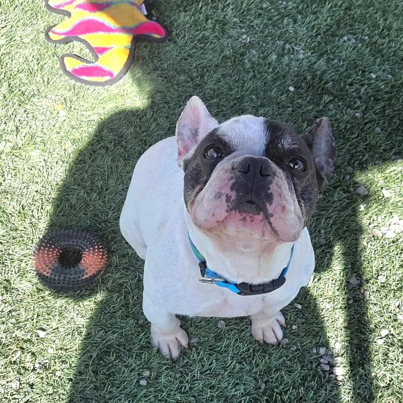 Dot Dude thumbnail 3