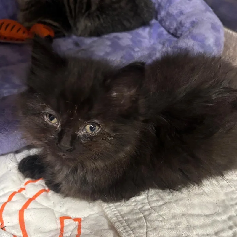 A baby small-sized male Black Domestic Long Hair cat named Spock C for adoption in Napoleon, OH