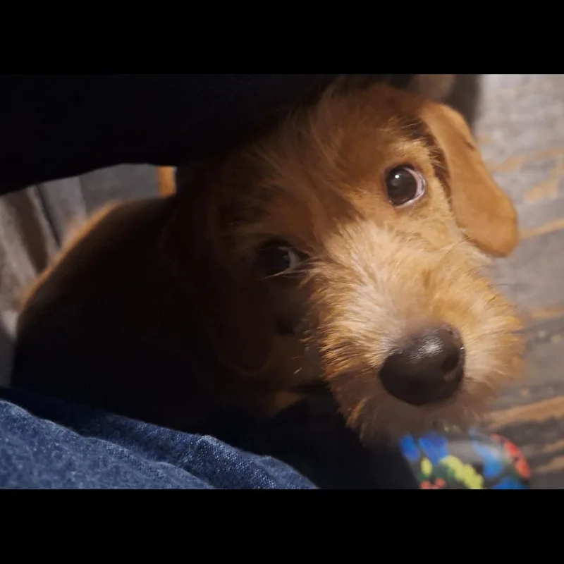 A baby small-sized male Beagle dog named Java for adoption in Mobile , AL