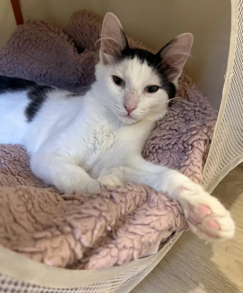 A baby medium-sized male Domestic Medium Hair cat named Freddy Mercury for adoption in Stow, MA