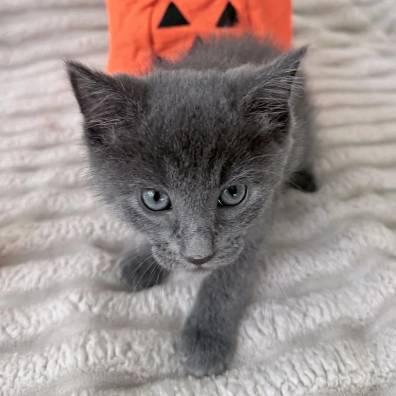 A baby small-sized male Russian Blue cat named Toddy for adoption in Parkland, FL