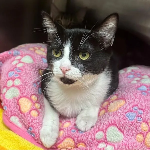 A baby small-sized male Domestic Short Hair cat named Mothman for adoption in Walnut Creek, CA