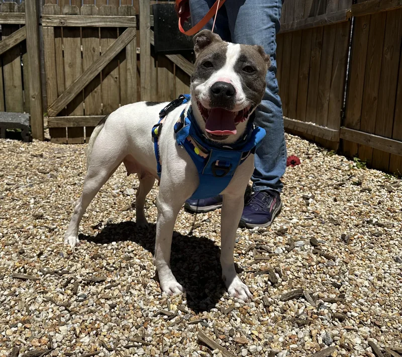 An adult medium-sized female White / Cream American Staffordshire Terrier dog named Nancy for adoption in Ellicott City, MD