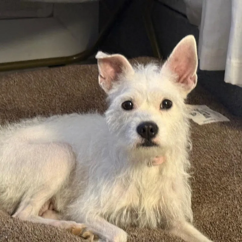 An adult small-sized female White / Cream Wirehaired Terrier dog named Betsie for adoption in Southside, TN