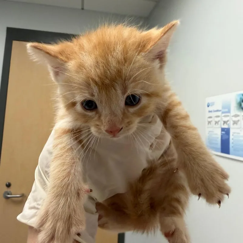 A baby small-sized male Domestic Medium Hair cat named Florence for adoption in Jacksonville, FL
