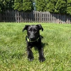 A baby medium-sized male Black Mixed Breed dog named Weber for adoption in Schaumburg, IL