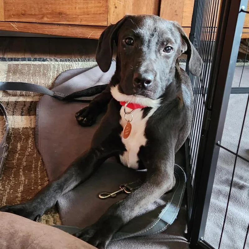 A baby medium-sized female Mountain Cur dog named Susie for adoption in Normal, IL