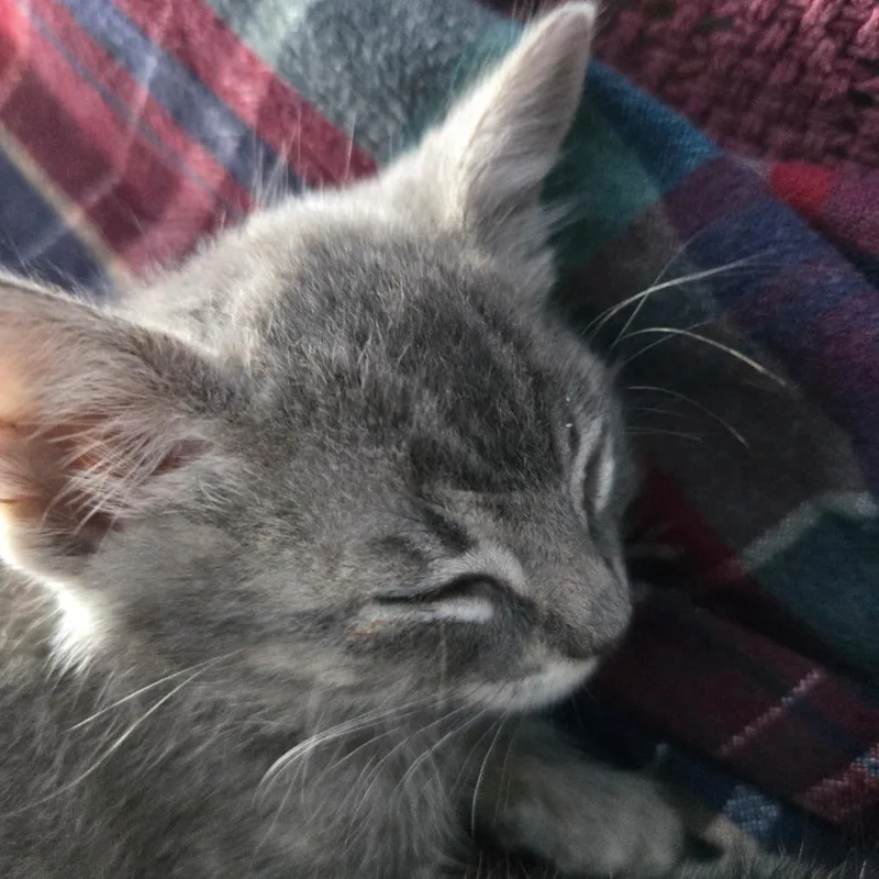 A baby small-sized male Gray / Blue / Silver Domestic Short Hair cat named Strawberry for adoption in Coos Bay, OR