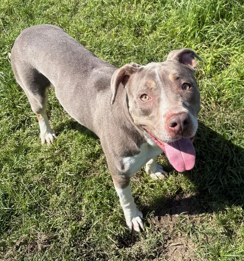 A young medium-sized female American Staffordshire Terrier dog named Princess Girl for adoption in Lavon, TX