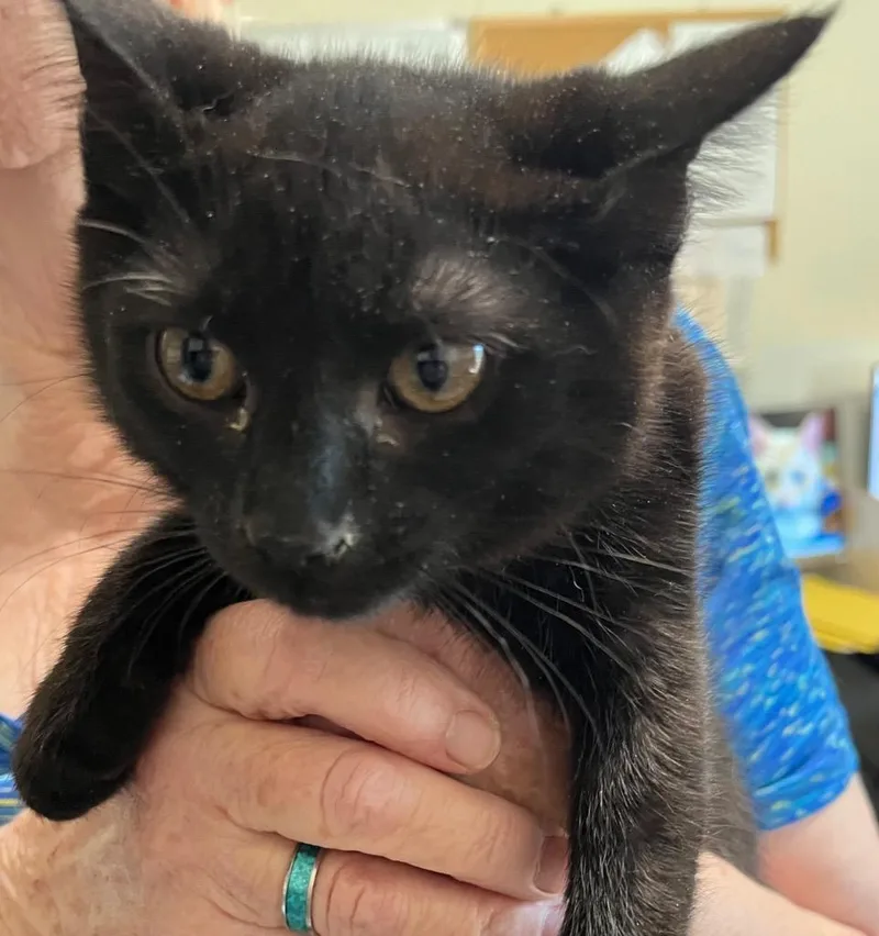 A baby small-sized female Domestic Short Hair cat named Lettie for adoption in Thompson Falls, MT