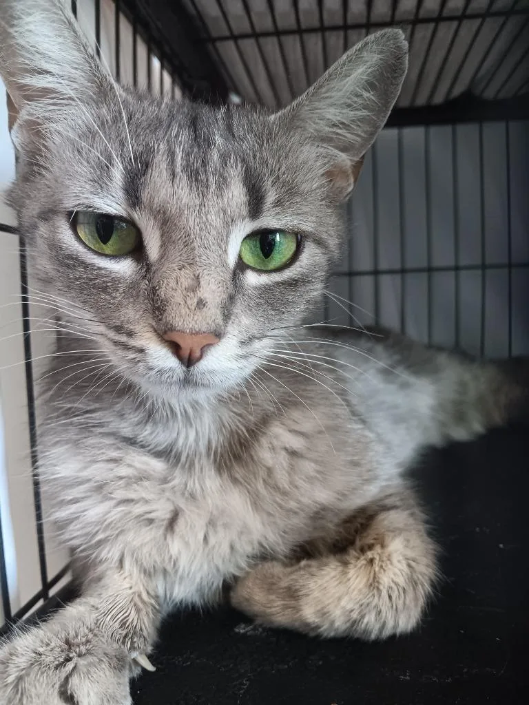 A young medium-sized female Domestic Short Hair cat named Pluto for adoption in New Braunfels, TX