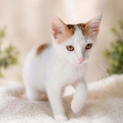 A baby medium-sized female Domestic Short Hair cat named Kit for adoption in Cumberland, MD