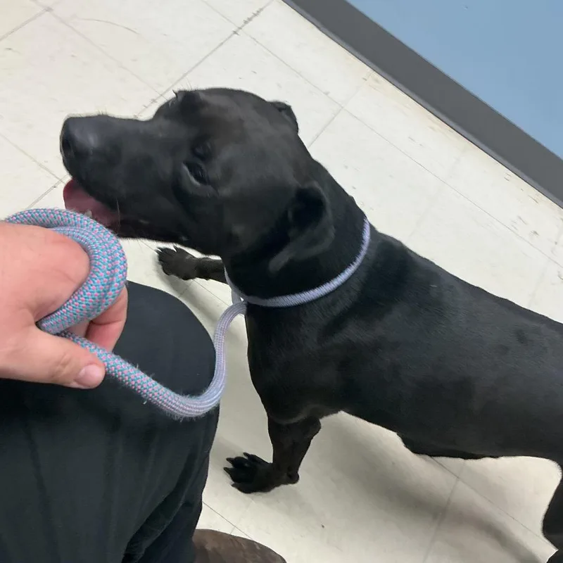 An adult medium-sized male Black Pit Bull Terrier dog named Reed for adoption in St Joseph, MO