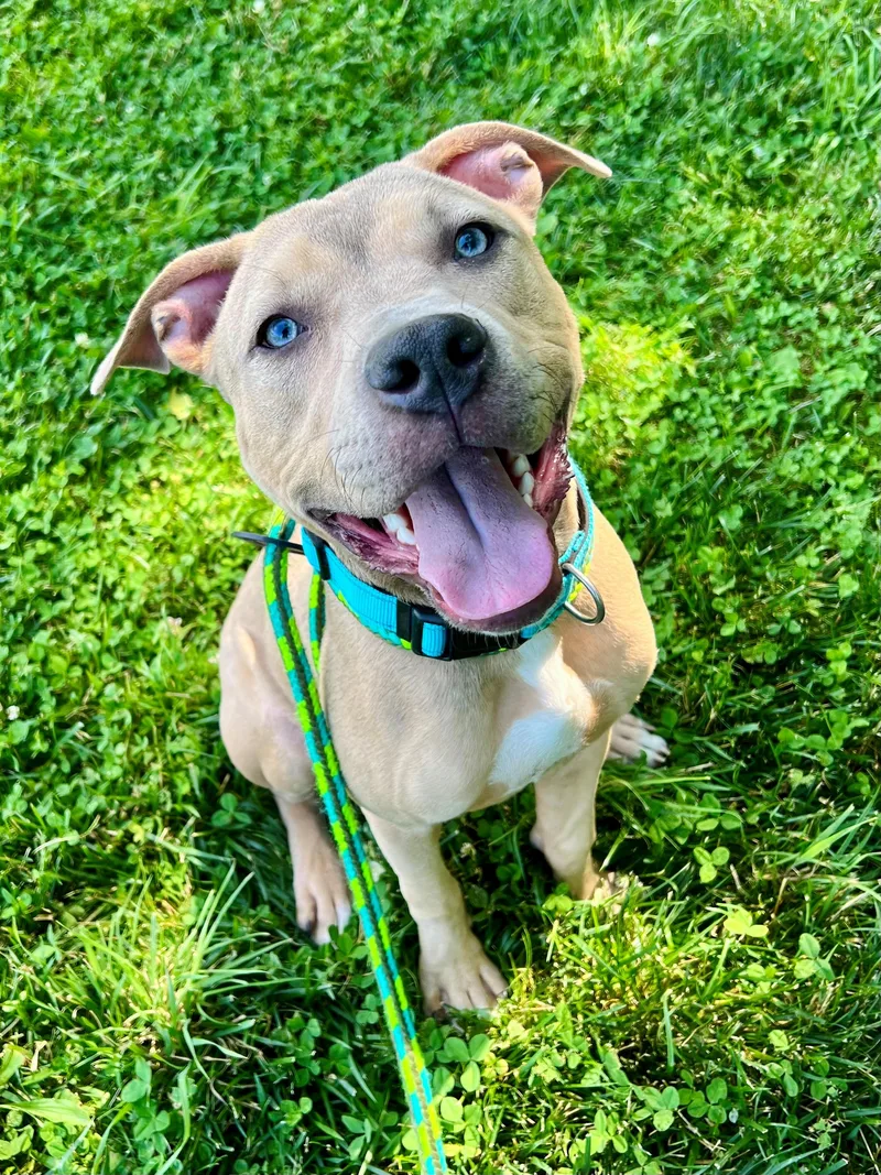 A young medium-sized male Yellow / Tan / Blond / Fawn Pit Bull Terrier dog named Jimmy Kibble for adoption in Frederick, MD