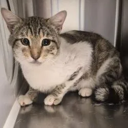 An adult large-sized male White Domestic Short Hair cat named Isaac for adoption in Norman, OK
