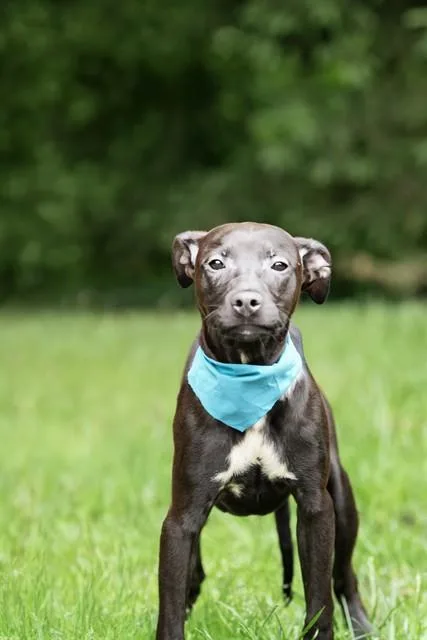 A baby medium-sized female Terrier dog named Pastrami for adoption in Belleville, IL