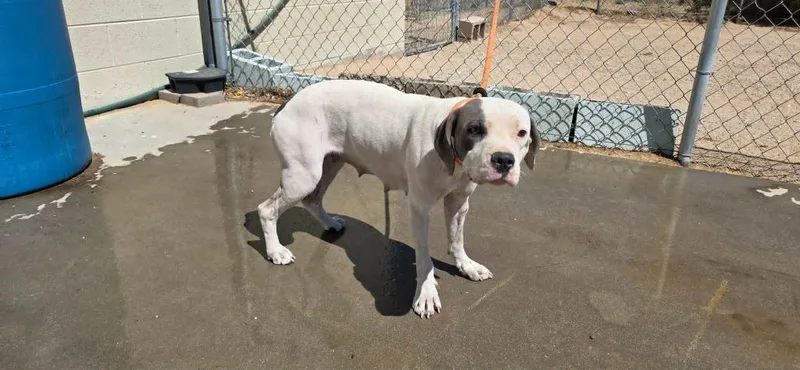 A young medium-sized female Pit Bull Terrier dog named Nova for adoption in California City, CA