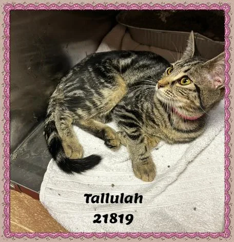 A baby medium-sized female Tabby (Buff / Tan / Fawn) Domestic Short Hair cat named Tallulah for adoption in Marietta, GA