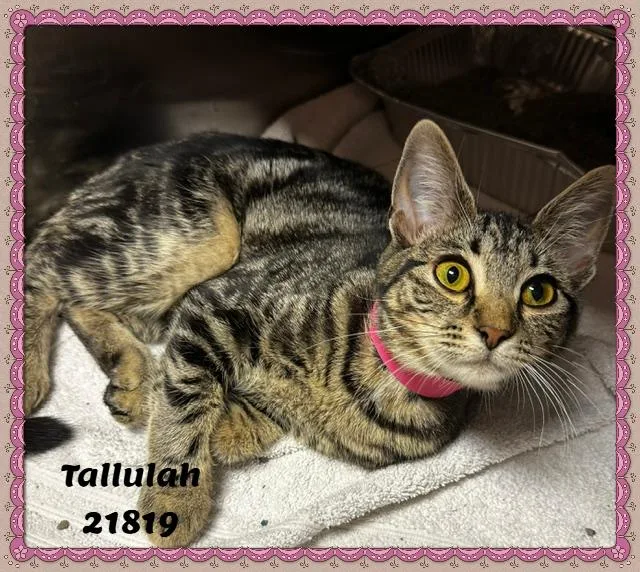 Tallulah thumbnail 2