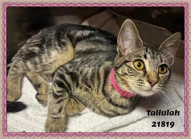 Tallulah thumbnail 3