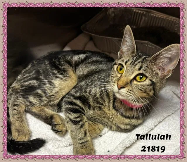 Tallulah thumbnail 4