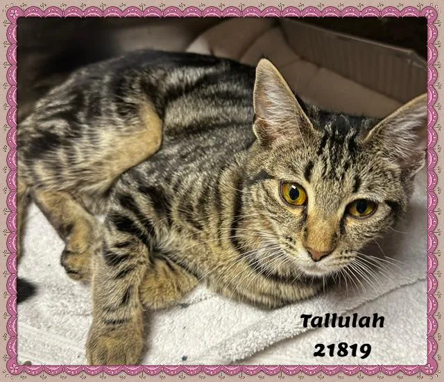 Tallulah thumbnail 5