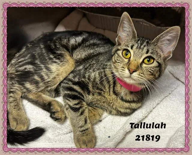 Tallulah thumbnail 6