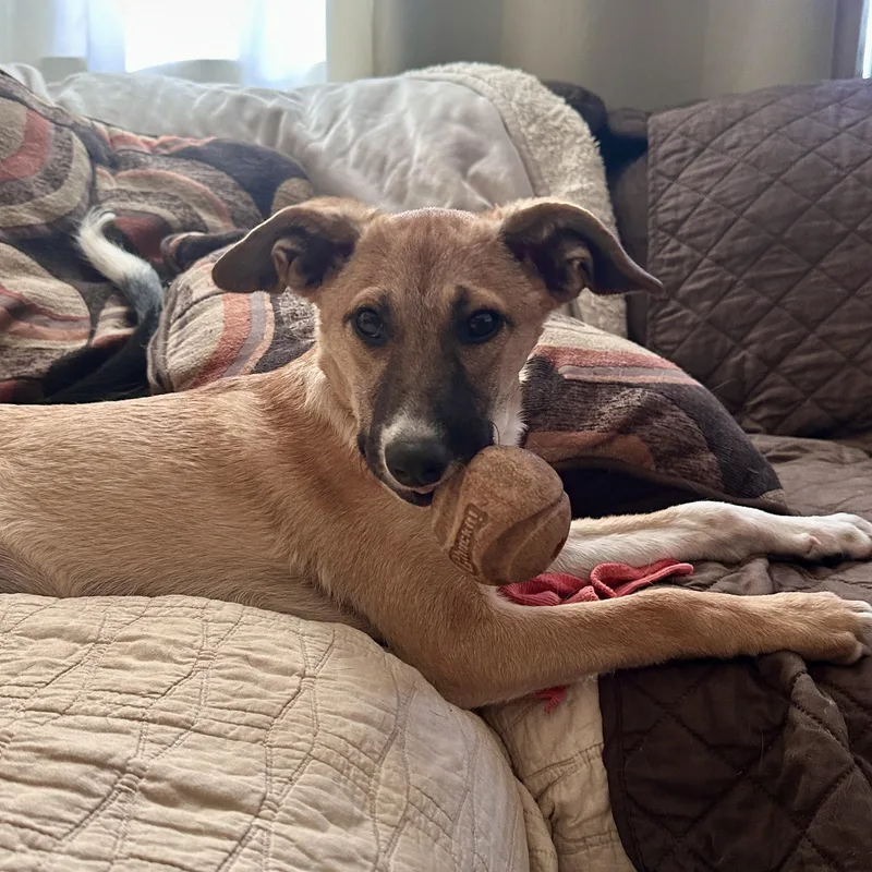 A baby medium-sized female Labrador Retriever dog named Kookie for adoption in San Diego, CA