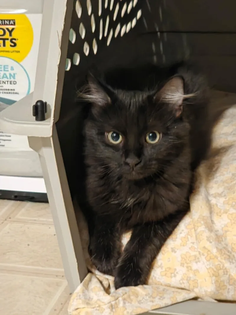 A baby small-sized female Black Domestic Medium Hair cat named Dim Sum C Harrell for adoption in Saunderstown, RI
