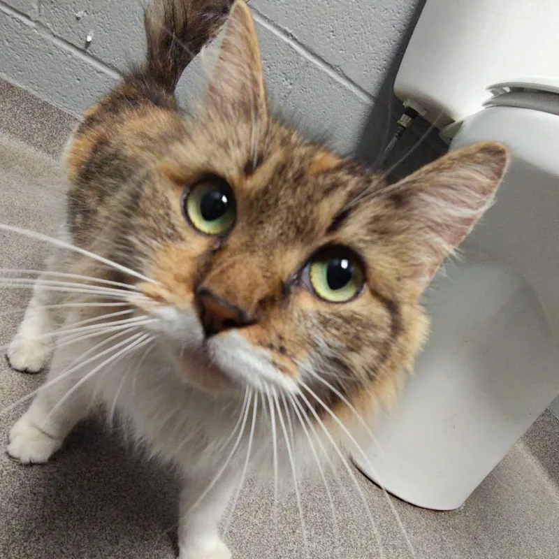 An adult medium-sized female Brown / Chocolate Domestic Long Hair cat named Bouffie for adoption in Allentown, PA