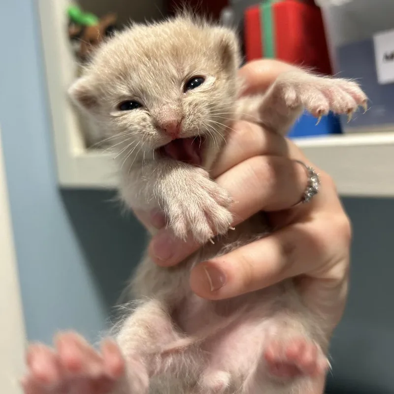 A baby small-sized male Gray / Blue / Silver Domestic Short Hair cat named Earth for adoption in Chattanooga, TN