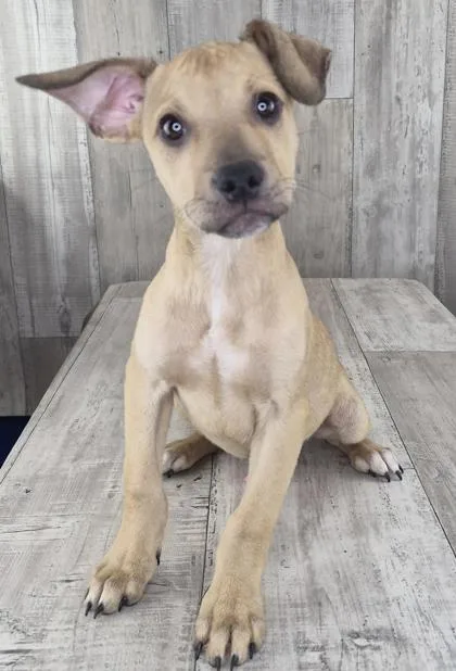 An adult small-sized male Mixed Breed dog named Hamm for adoption in Shreveport, LA