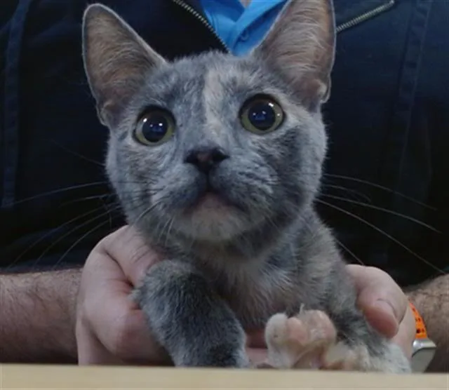 A young small-sized female Domestic Short Hair cat named Saki for adoption in Miami, FL