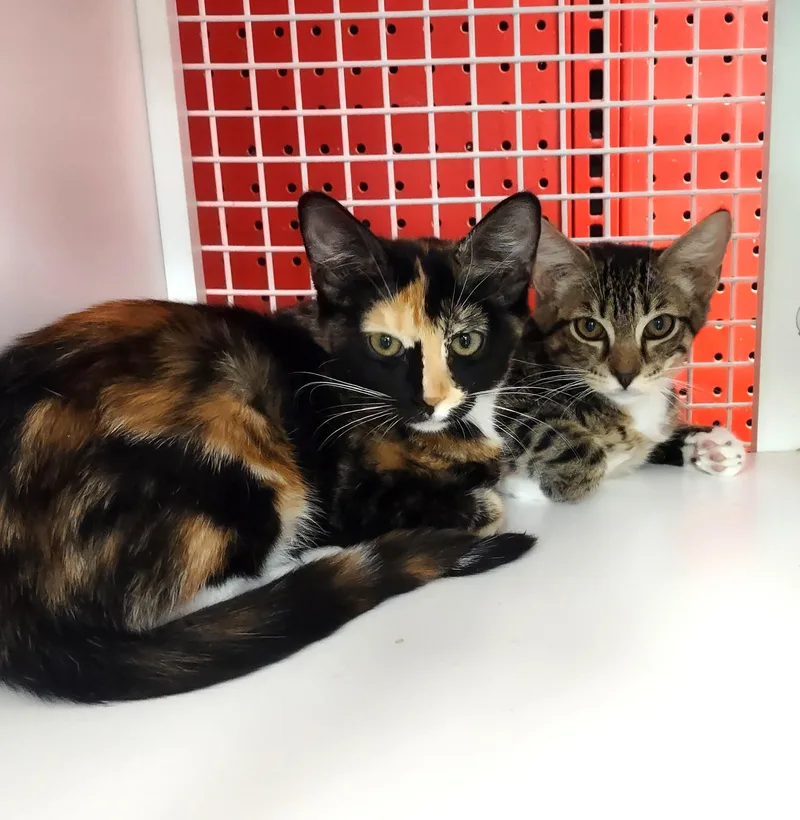 A baby medium-sized male Calico cat named Ryan & Essie for adoption in Golden Valley, AZ