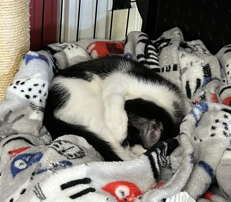 A baby small-sized male Black Domestic Medium Hair cat named Moonpie for adoption in Hillsboro, TX